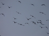 Gänse