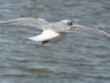 Möwe