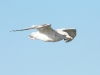 Möwe
