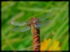Libelle