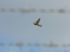 Falke