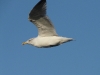 p1290523