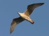 p1290565