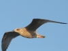 p1290610
