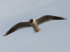 p1240781
