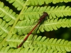 Libelle im Garten