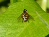 Schwebfliege