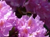 Hummel im Flug