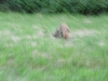 Fuchs im Kreisel Cuxhaven