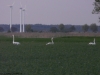Cappel Schwäne