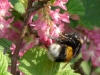 Hummel