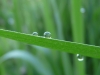 Garten Morgentau auf Schilf