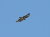 Bussard