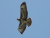 Bussard