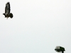 Bussard