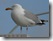 Möwe