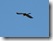 Falke