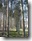 Wald