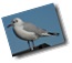 Möwe