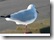 Möwe mit technischen Problemen