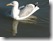 Möwe mit Spiegelung