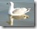 Möwe mit Spiegelung