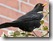 Amsel