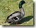 Ente Erpel