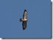 Bussard 