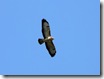 Bussard 