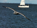 Möwe im Flug