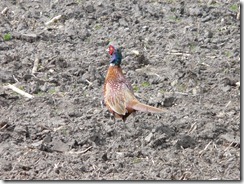 Nordholz Vogel Fasan