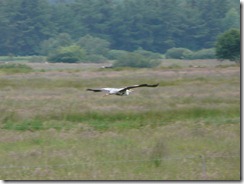 Fischreiher Graureiher im Flug