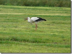 Storch