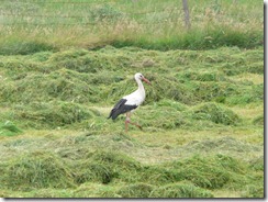 Storch