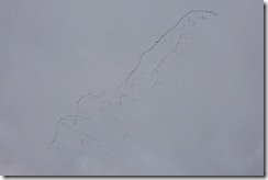 Vogelzug Spieka-Neufeld Gaense