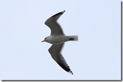 Cuxhaven Moewe im Flug