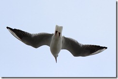 Cuxhaven Moewe im Flug