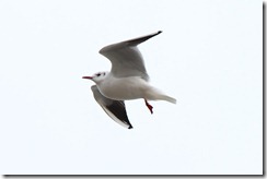 Cuxhaven Moewe im Flug