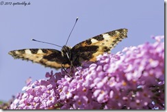 Schmetterlinge im Garten von Britta