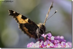 Schmetterlinge im Garten von Britta