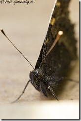 Schmetterlinge im Garten von Britta