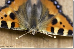 Schmetterlinge im Garten von Britta