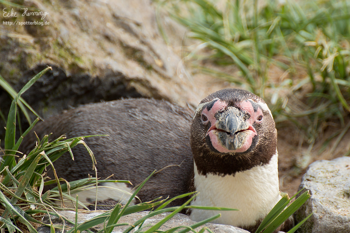 Zoo am Meer Bremerhaven Pinguin