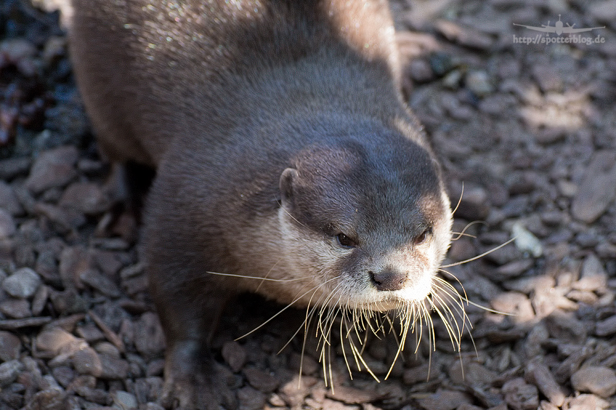 Zoo am Meer Bremerhaven Otter
