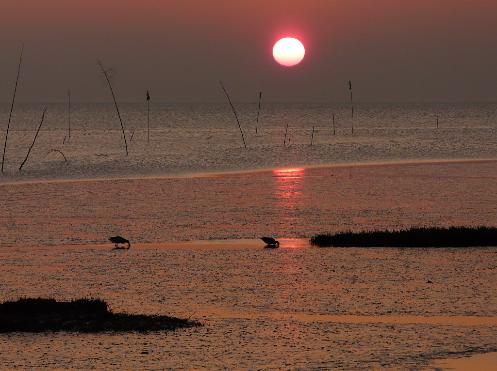 Sonnenuntergang Enten