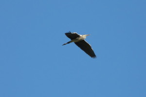 Fischreiher im Flug